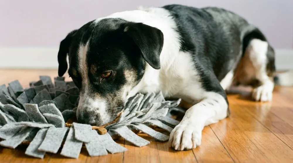 Mixed-breed dog with nose buried in the felt tufts of a snuffle mat on a wood floor in focused concentration