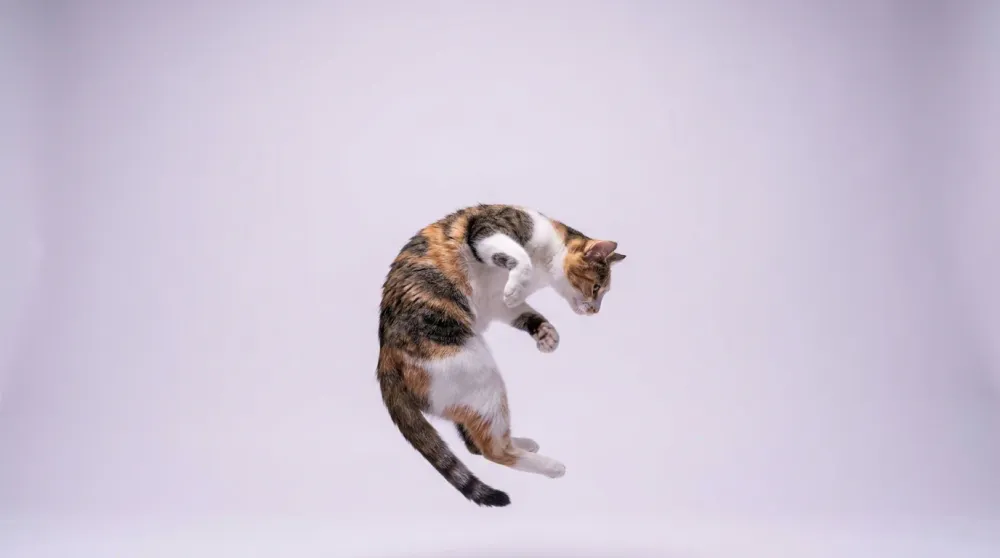 Agile cat captured mid-leap twisting in the air, showing how cats land on their feet