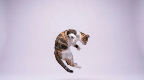 Agile cat captured mid-leap twisting in the air, showing how cats land on their feet