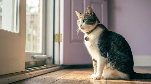 A pet identification tag glints on the collar of an indoor tabby cat sitting by a sunlit back door