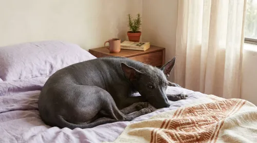 Smooth-coated Xoloitzcuintli curled at the foot of a Mexico City bed under soft morning window light
